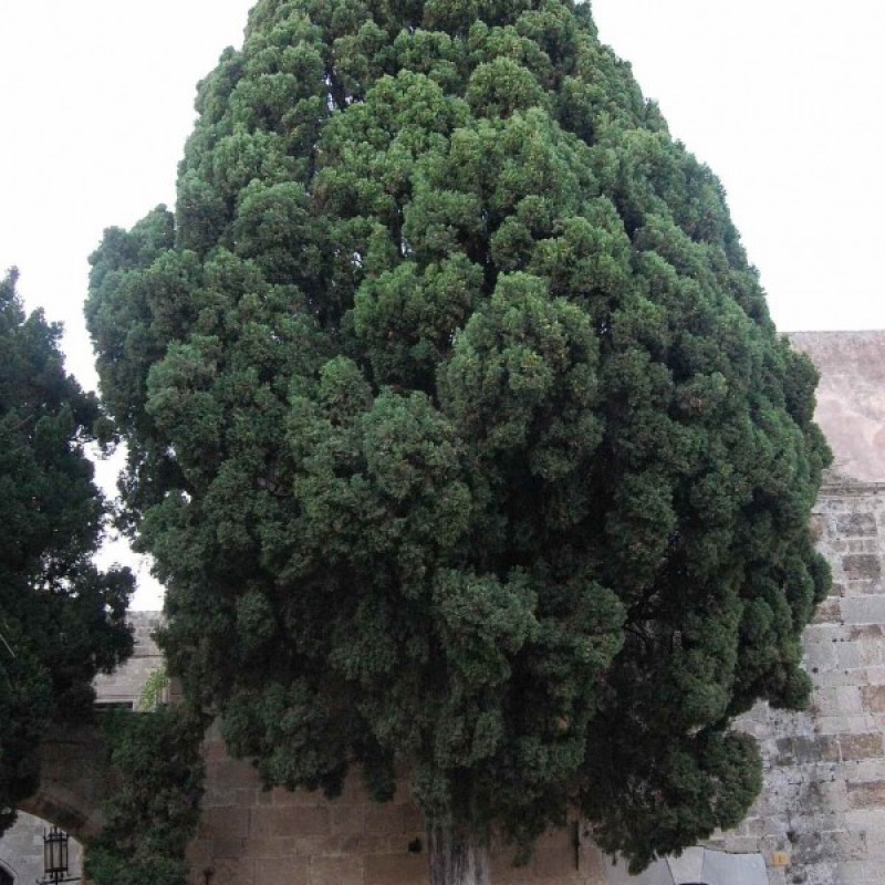 Italian Cypress (Cupressus Sempervirens) sėklos - 50 vnt (#48)
