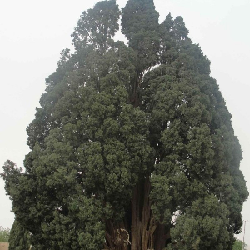Italian Cypress (Cupressus Sempervirens) sėklos - 50 vnt (#48)