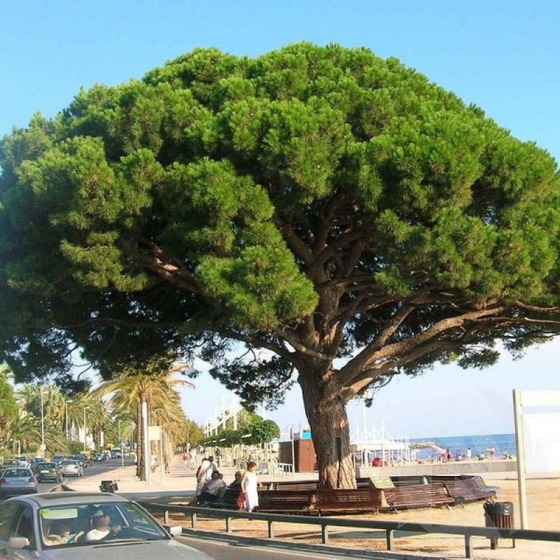 Italinė pušis (Pinus Pinea) sėklos - 5 vnt. (#752)
