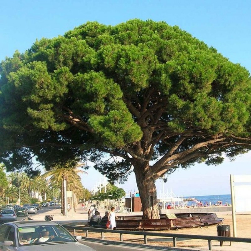 Italinė pušis (Pinus Pinea) sėklos - 10 vnt. (#752)