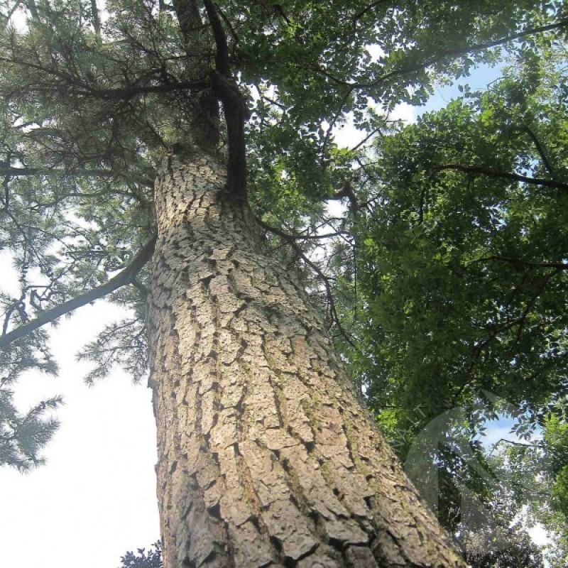 Pušis japoninė (Pinus Thunbergii) sėklos - 15 vnt. (#195)