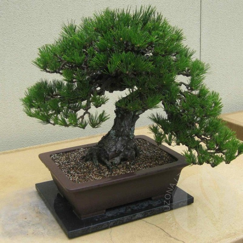 Japanese Black Pine (Pinus Thunbergii) 15 seeds (#195)