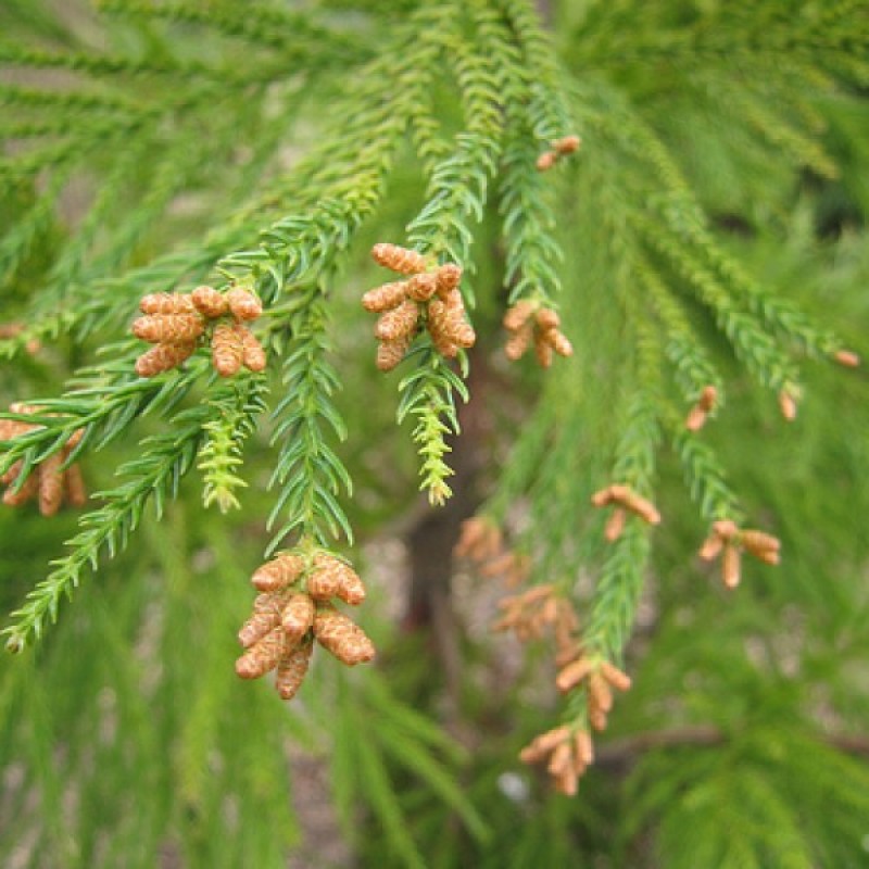 Japanese Cedar (Cryptomeria Japonica) 30 seeds (#224)