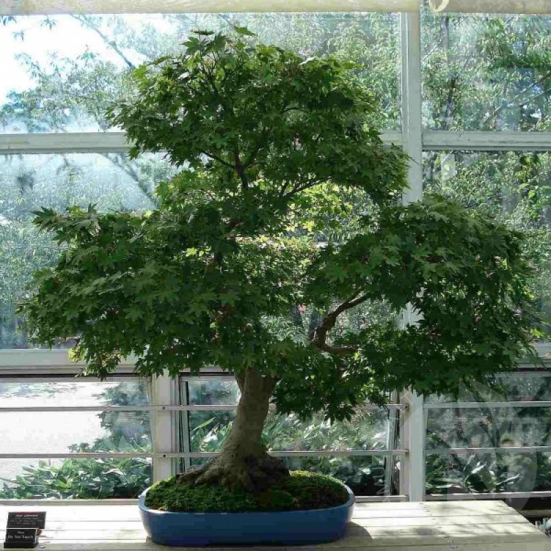 Japanese Maple (Acer Palmatum) 20 seeds (#83)