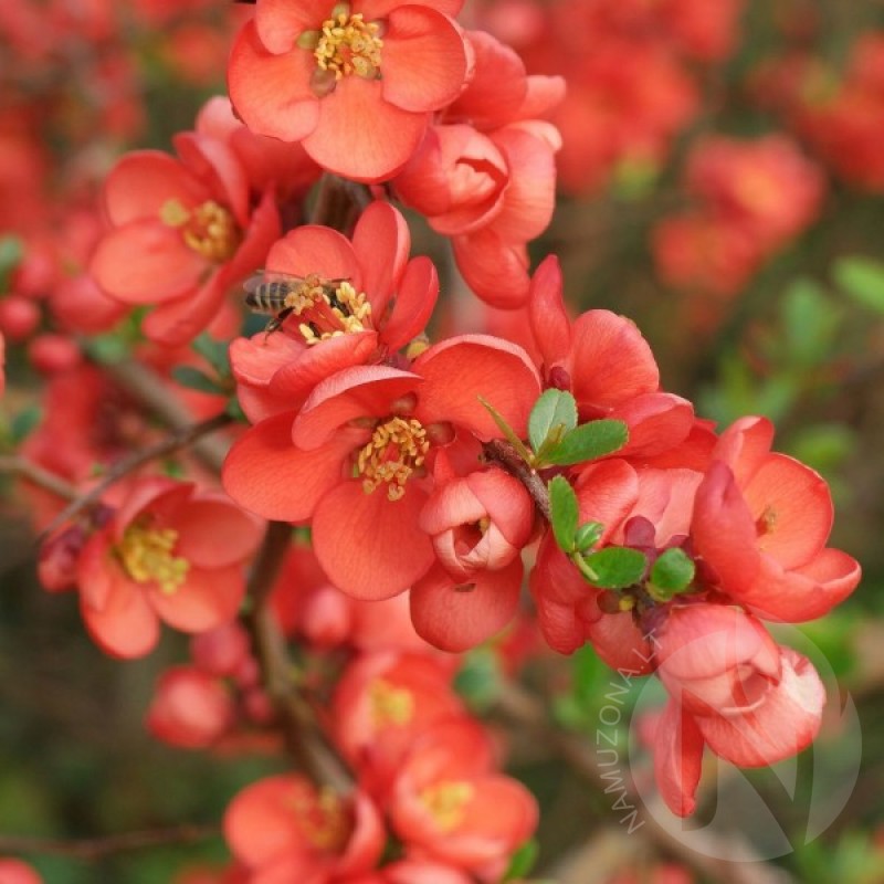 Japanese Quince (Chaenomeles Japonica) 30 seeds (#21)