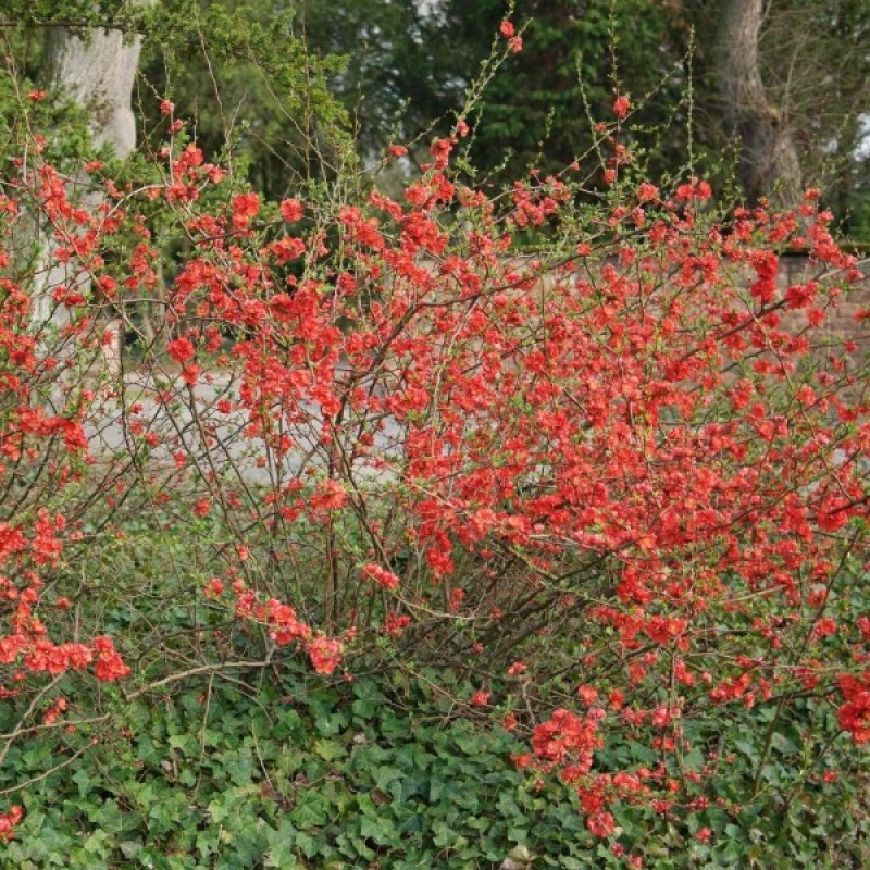 Japanese Quince (Chaenomeles Japonica) 30 seeds (#21)