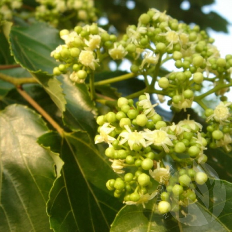 Japanese Raisin tree (Hovenia Dulcis) 10 seeds (#50)