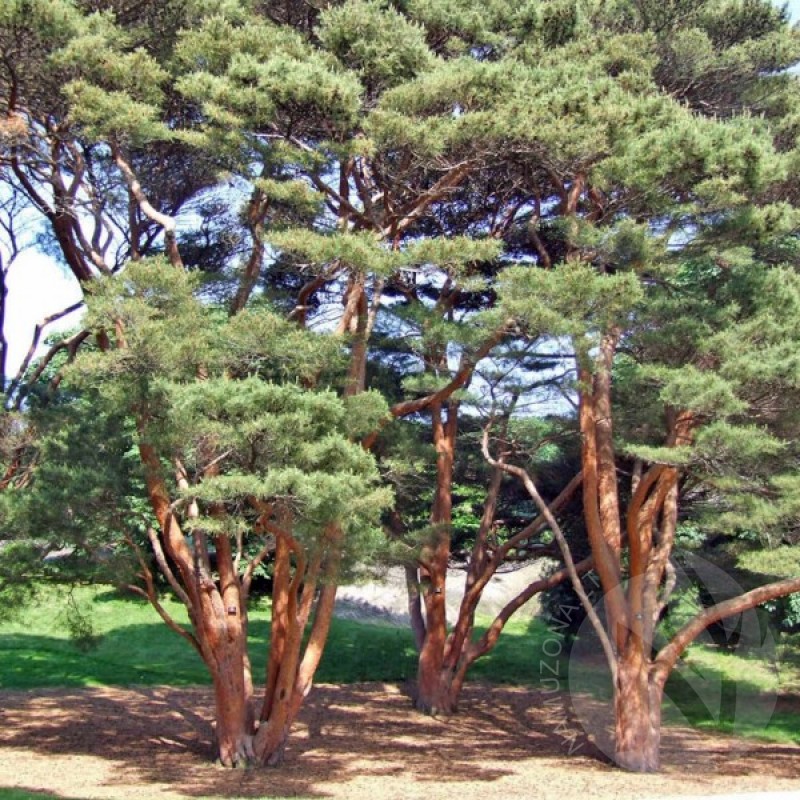 Japanese Red Pine (Pinus Densiflora) 10 seeds (#200)