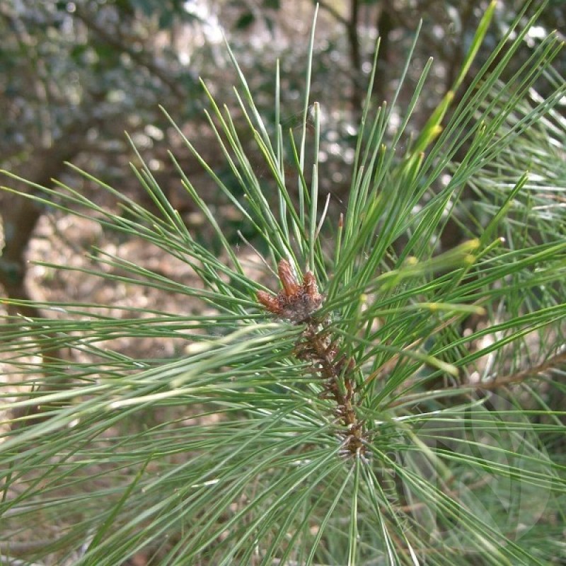 Pušis gausiažiedė (Pinus Densiflora) sėklos - 10 vnt. (#200)