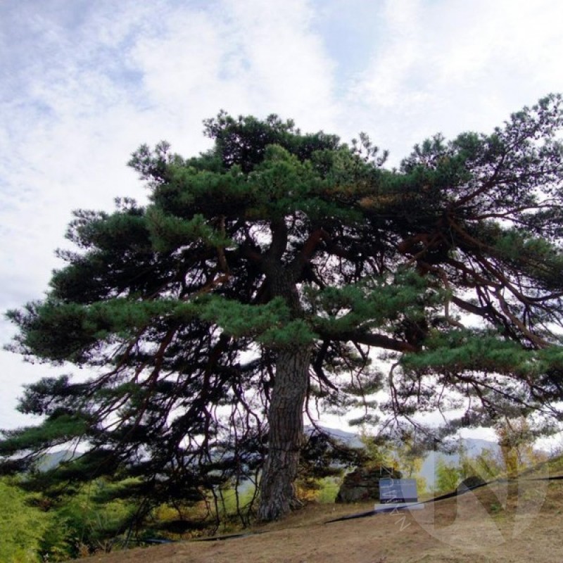 Pušis gausiažiedė (Pinus Densiflora) sėklos - 10 vnt. (#200)