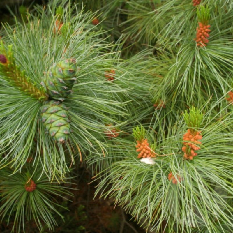 Pušis žemoji (Pinus Pumila) sėklos - 5 vnt