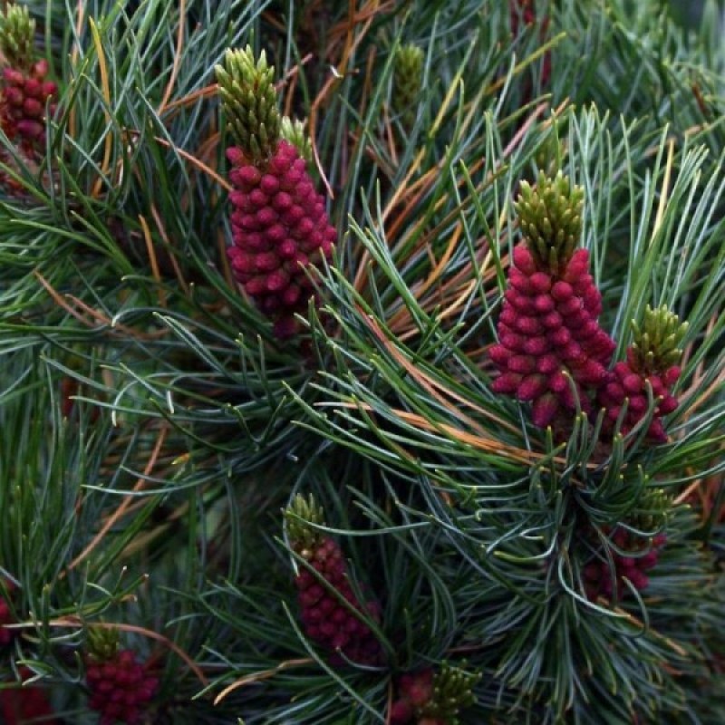Pušis žemoji (Pinus Pumila) sėklos - 5 vnt
