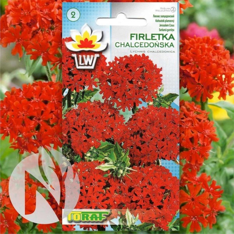 Goštautinė gaisrena (Lychnis Chalcedonica raudona) sėklos - 500 vnt. (#1053)