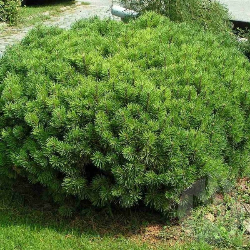Kalninė pušis (Pinus mugo rotundata) sėklos - 20 vnt. (#791)