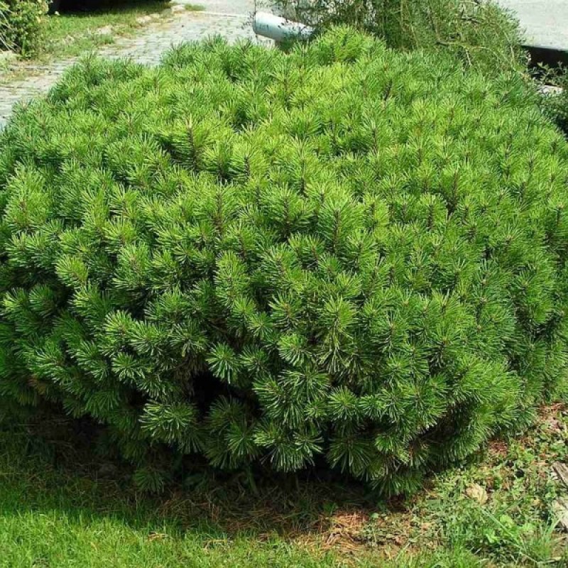 Kalninė pušis (Pinus mugo rotundata) sėklos - 20 vnt. (#791)