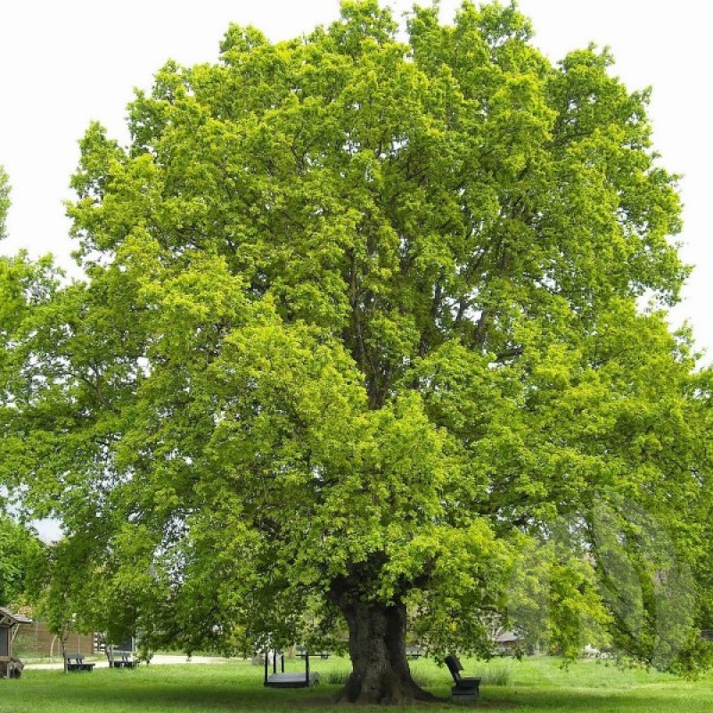 Amur Cork Tree (Phellodendron Amurense) 10 seeds (#202)