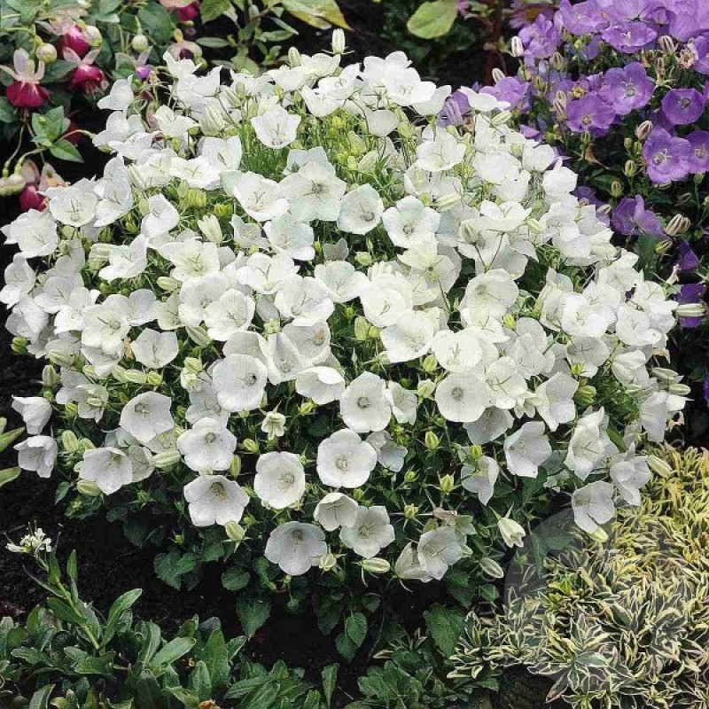 Bell Flower, white (Campanula Carpatica) 1000 seeds (#2347)