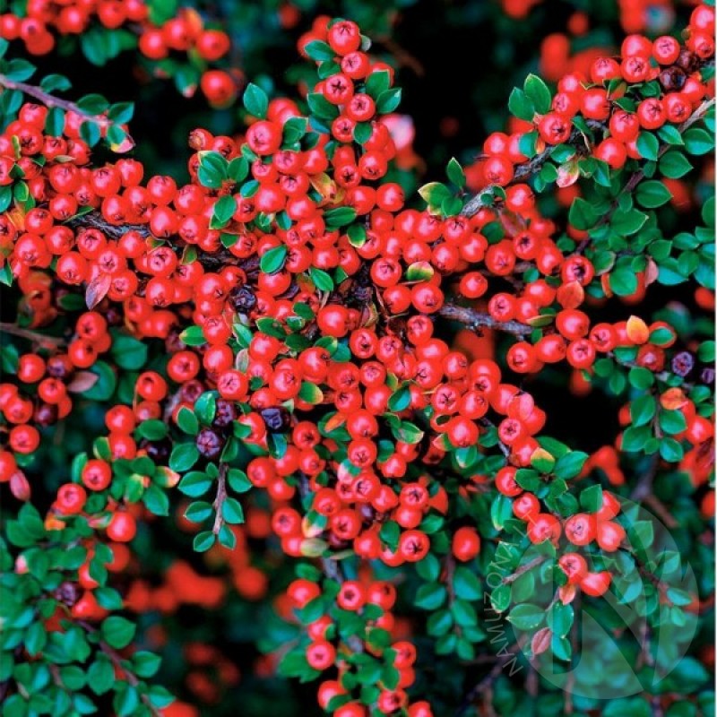 Shiny Cotoneaster (Cotoneaster Lucidus) 20 seeds (#516)