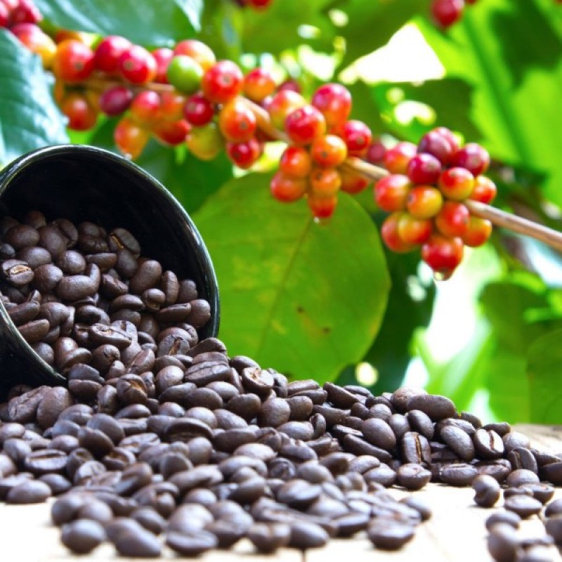 Kavamedis arabinis (Coffea Arabica) sėklos - 6 vnt. (#68)