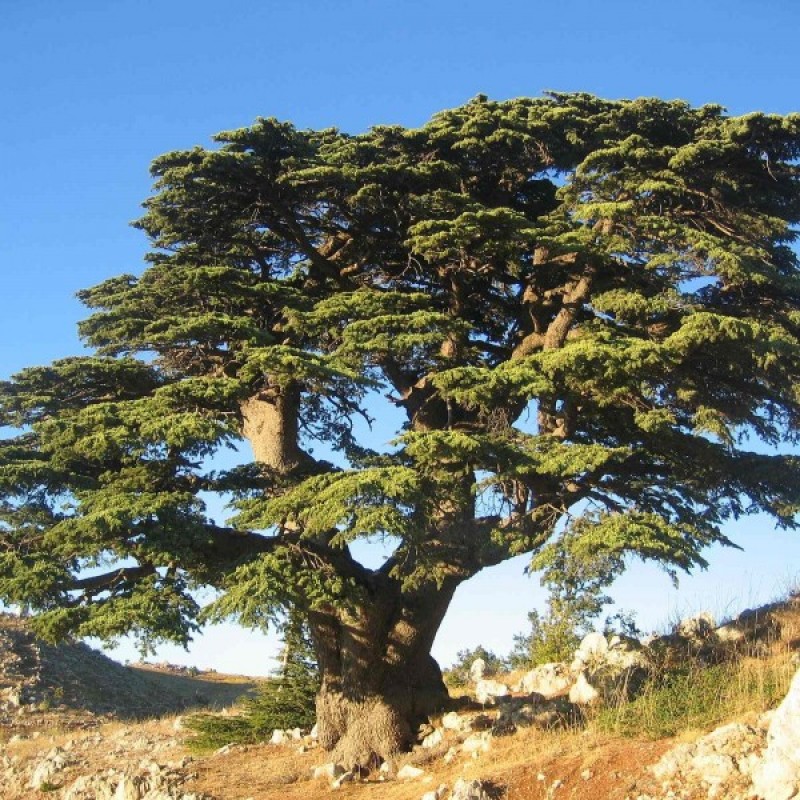 Cedar of Lebanon (Cedrus Libani) 10 seeds (#695)
