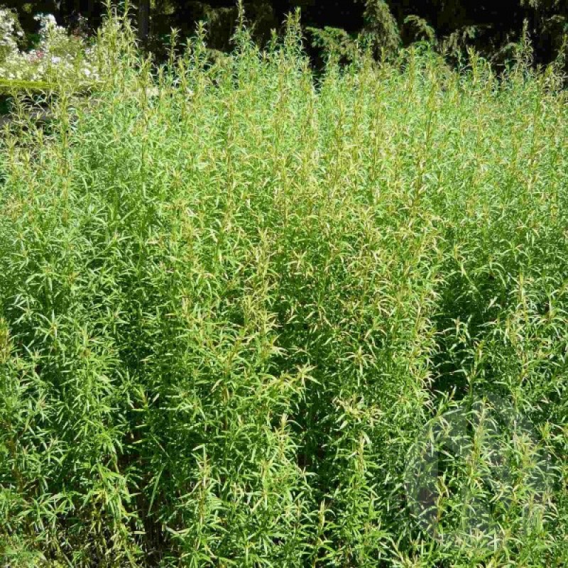 Tarragon (Artemisia Dracunculus) 400 seeds (#1149)