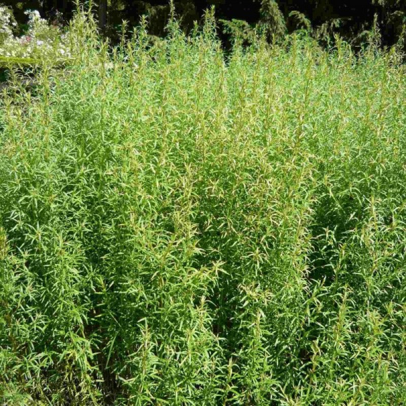 Tarragon (Artemisia Dracunculus) 400 seeds (#1149)