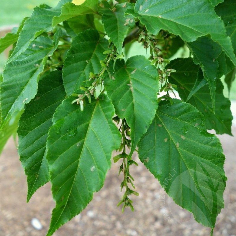David's Maple (Acer Davidii) 10 seeds (#96)