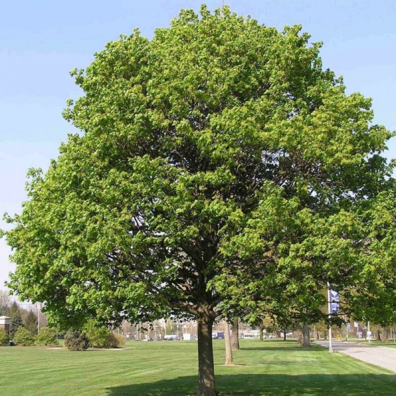 Norway Maple (Acer Platanoides) 15 seeds (#392)