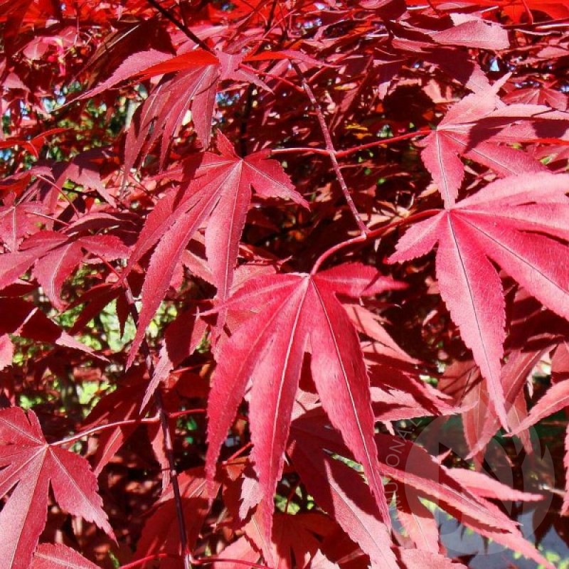 Klevas plaštakinis raudonlapis (Acer Palmatum Atropurpureum) sėklos - 10 vnt. (#457)