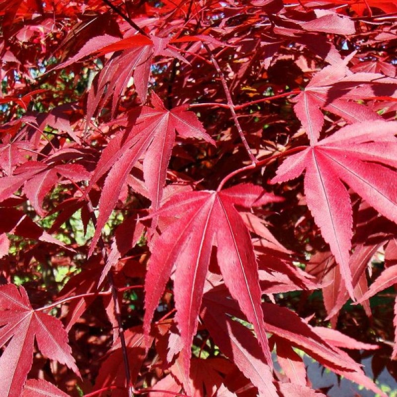 Red-leaved Japanese Maple (Acer Palmatum Atropurpureum) 10 seeds (#457)