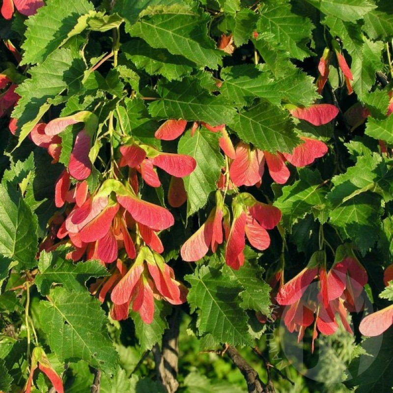 Klevas Totorinis (Acer Tataricum) sėklos - 30 vnt. (#400)