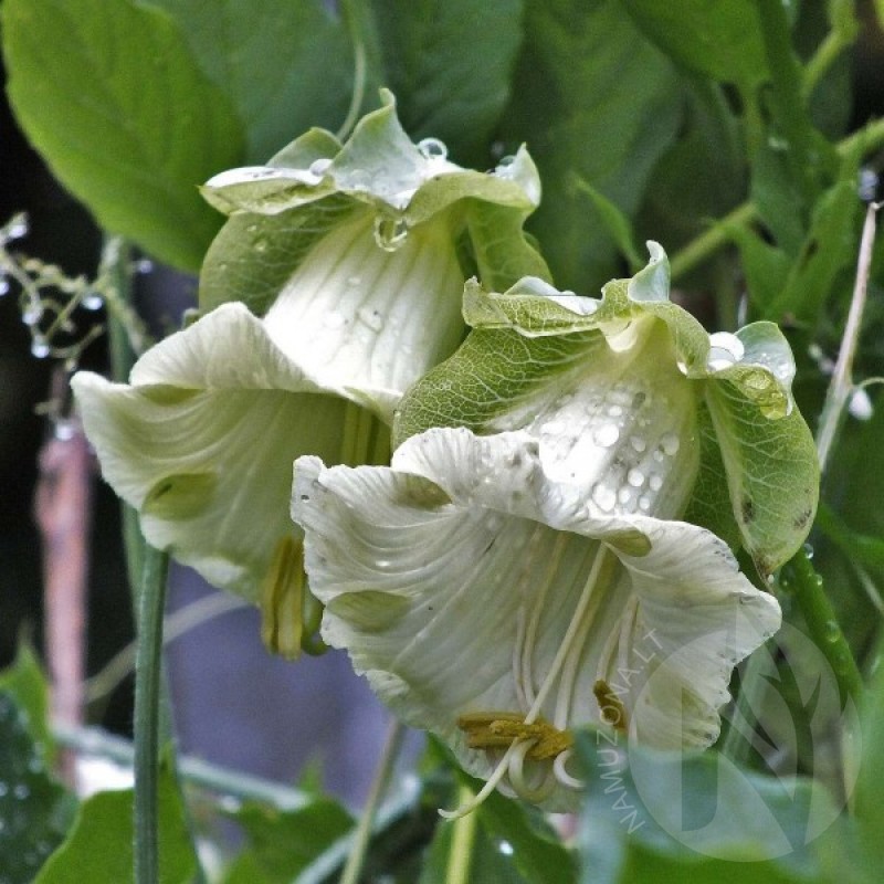 Growing Cup and Saucer Vine (Cobaea Scandens white) 6 seeds (#1455)