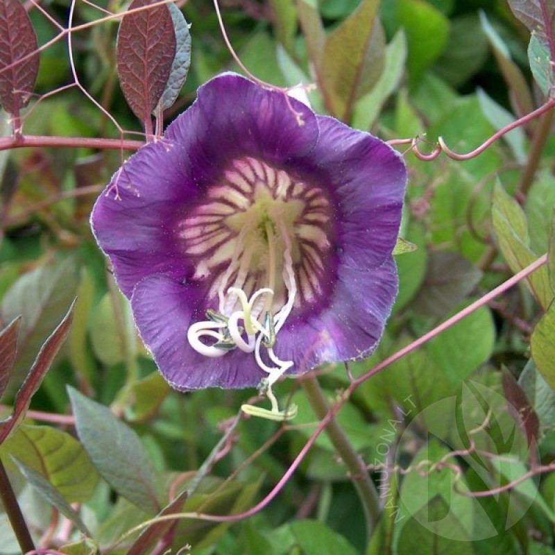 Saucer Vine (Cobaea Scandens Violet) 6 seeds (#1930)