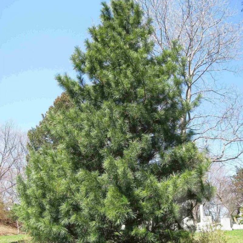 Pušis korėjinė (Pinus Koraiensis) sėklos - 5 vnt. (#74)