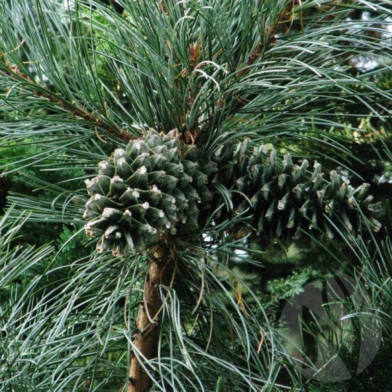 Pušis korėjinė (Pinus Koraiensis) sėklos - 5 vnt. (#74)