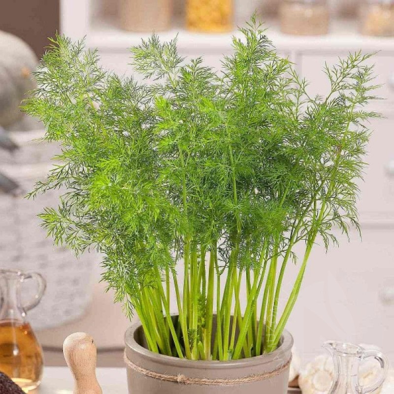 Dill Compact (Anethum Graveolens Bouquet) 2500 seeds (#1125)