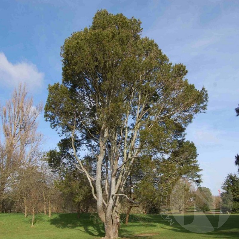 Pušis Bunge (Pinus Bungeana) sėklos - 5 vnt. (#47)