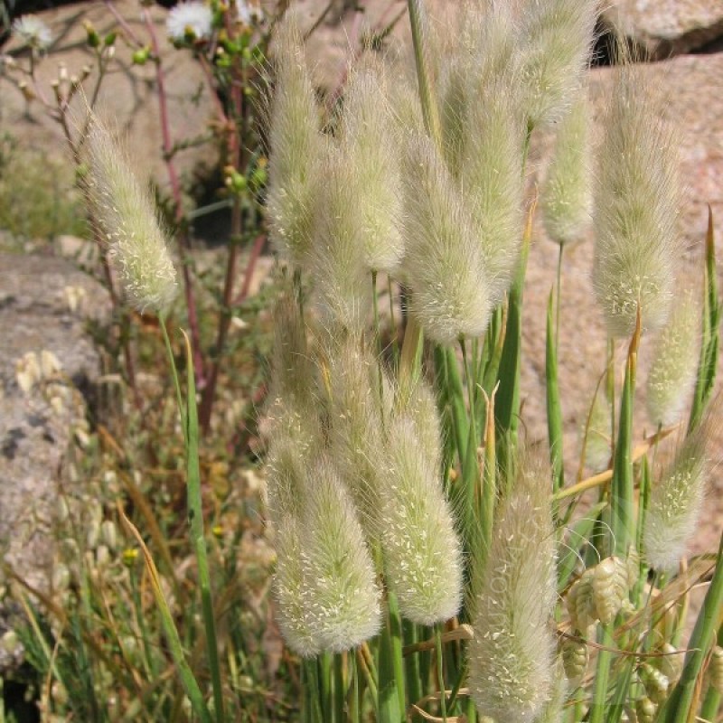 Bunny Tall Grass (Lagurus Ovatus) 200 seeds (#1064)