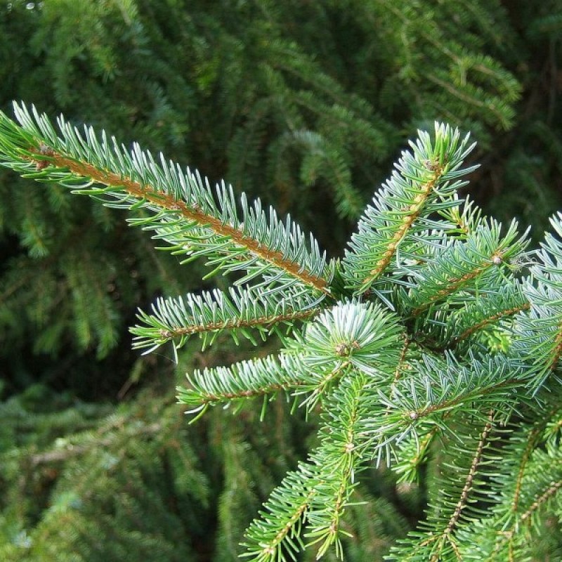 Eglė serbinė (Picea Omorika) sėklos - 20 vnt. (#768)