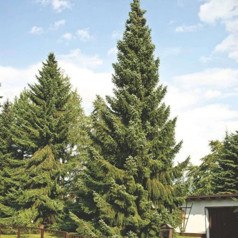 Eglė serbinė (Picea Omorika) sėklos - 20 vnt. (#768)