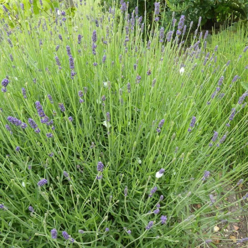 Lavender (Lavandula Angustifolia) 100 seeds (#1828)