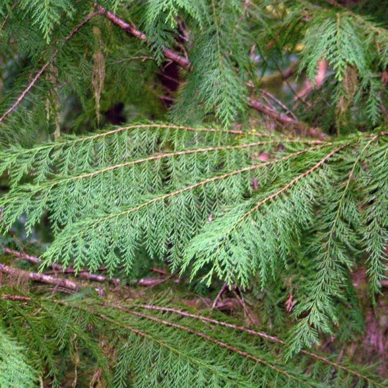 Lawson Cypress (Chamaecyparis Lawsoniana) 30 seeds (#155)