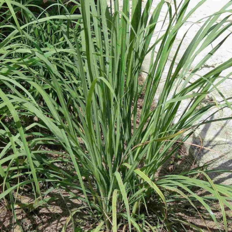 Citrinžolė tikroji (Cymbopogon Citratus) sėklos - 100 vnt (#1877)
