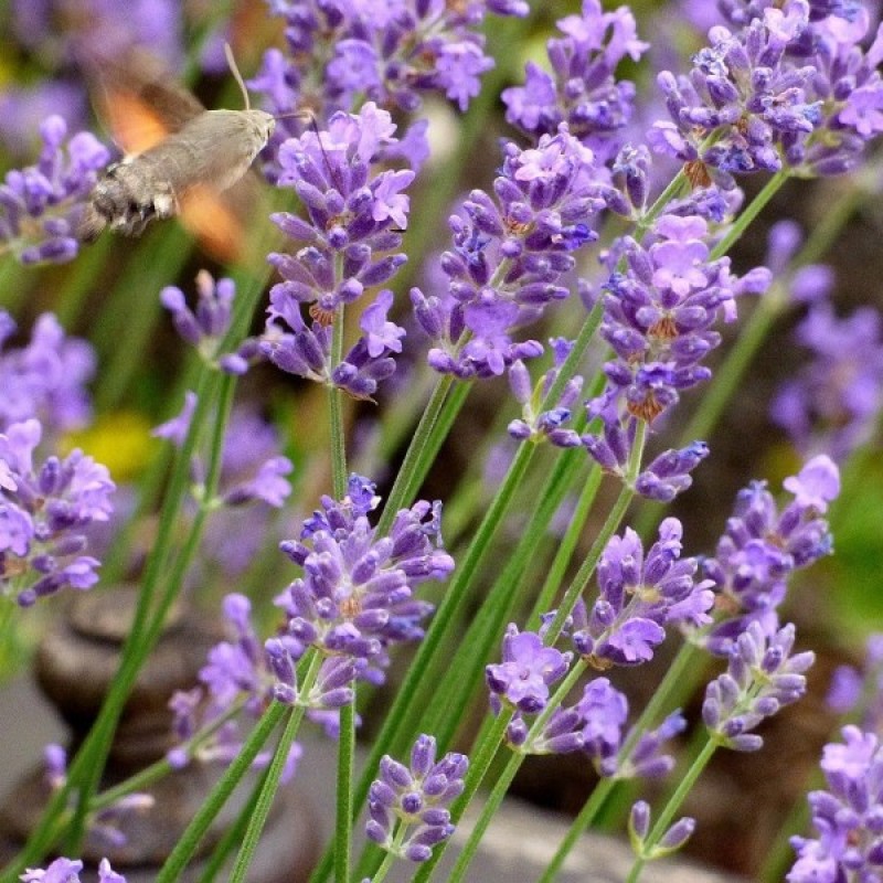 Lavender (Lavandula Angustifolia) 100 seeds (#1828)