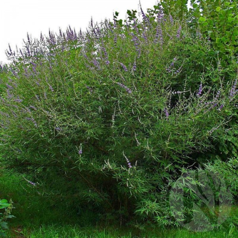 Lilac Chaste Tree (Vitex Agnus castus) 30 seeds (#464)