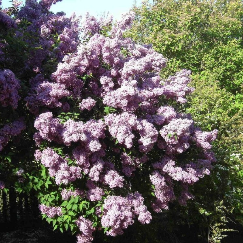 Lilac (Syringa Vulgaris) 20 seeds (#148)