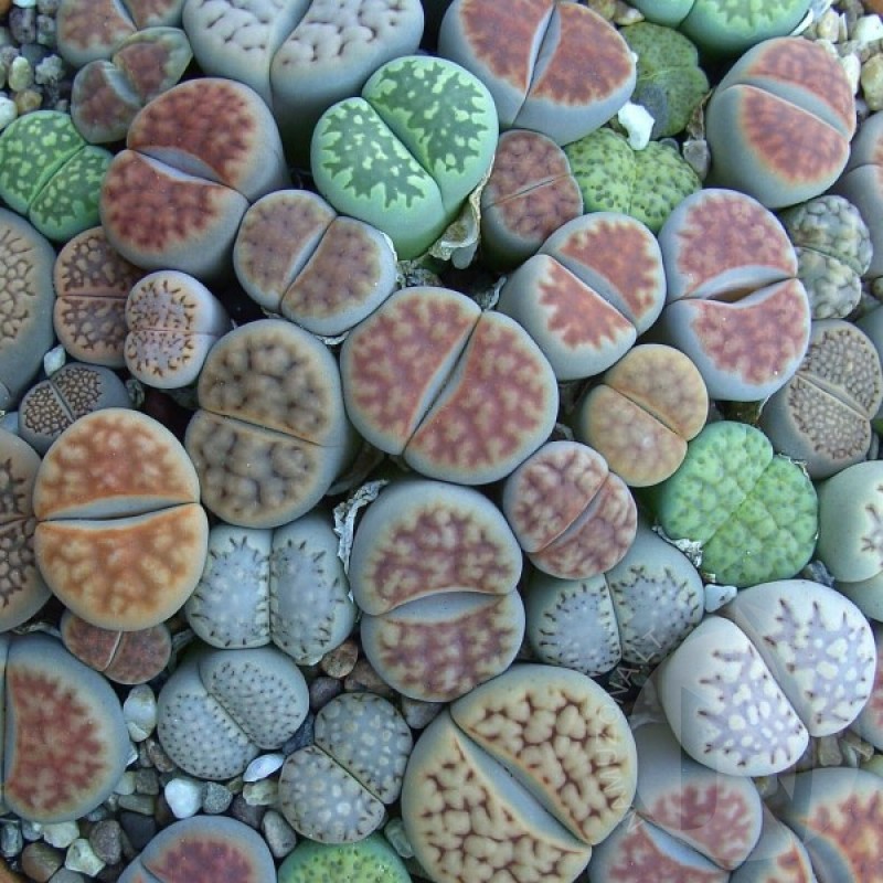 Litopsiai - Gyvieji akmenys (Lithops sp. mišinys) sėklos - 20 vnt (#1579)