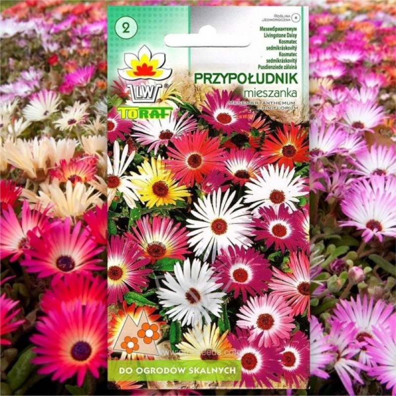 Livingstone daisy (Mesembryanthemum criniflorum mix) 600 seeds (#2215)