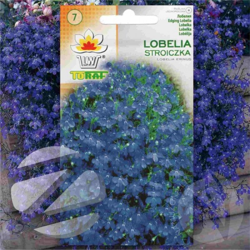 Lobelia Blue (Lobelia Erinus) 1000 seeds (#1224)