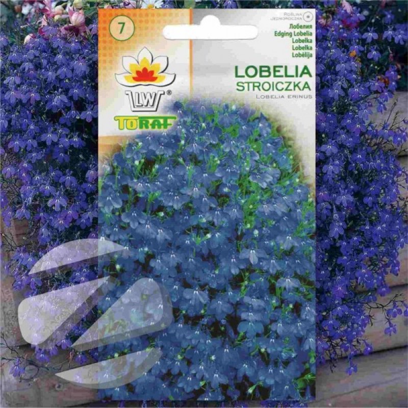 Lobelia Blue (Lobelia Erinus) 1000 seeds (#1224)